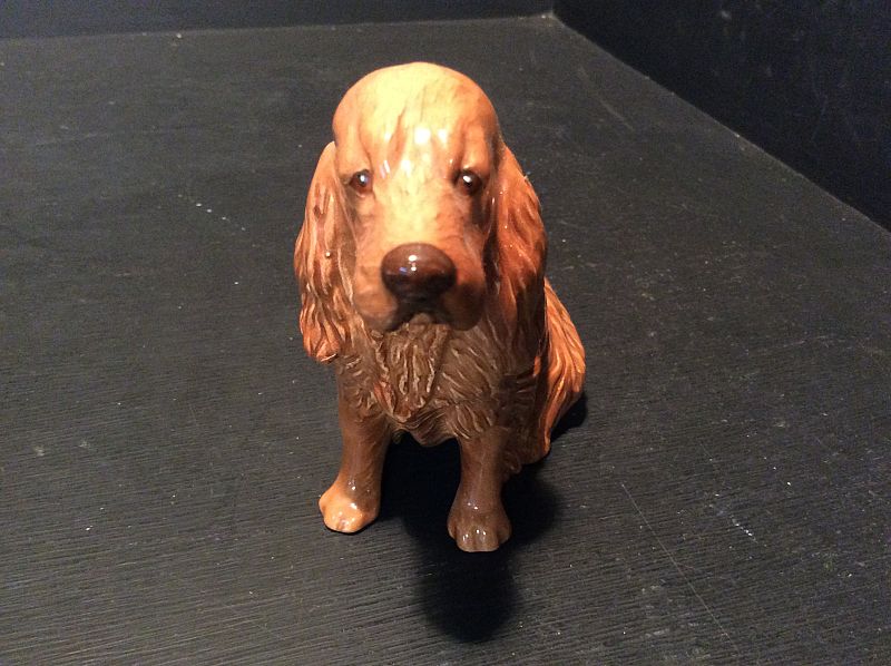 Miniature golden cocker best sale spaniel